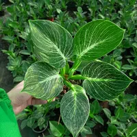 تامین‌کننده گیاهان زینتی (فروش عمده  ویژه همکاران