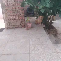 واگذاری  سگ پا کوتاه