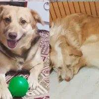 واگذاری سگ نژاد دار