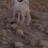 بز فروشی
