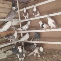 کبوتر طوقی و پرشی