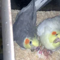 عروس هلندی همراه ۳ جوجه