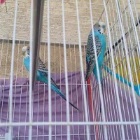 یک جفت مرغ عشق مولد