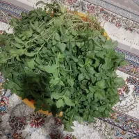 نعناع خشک
