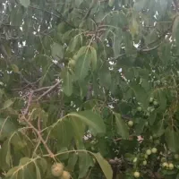 فروش باغ  دالین سپیدان