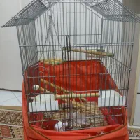 قفس عروس هلندی