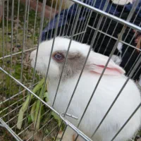 خرگوش ماده دستی و اهلی همراه با قفس