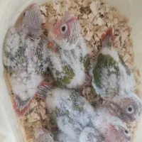 گرینچیک|پرنده|مشهد, امیریه|دیوار