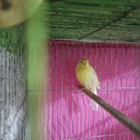 قناری ماده اماده