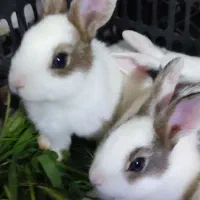 دوتاخرگوش مینیاتوری مادر وبچه