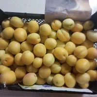قیصی