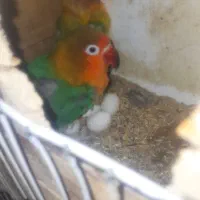 طوطی برزیلی .کوتوله