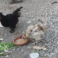 مرغ و خروس