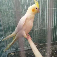جوجه عروس هلندی تازه دون خور