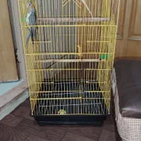 عروس هلندی