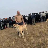 سگ فروش|سگ|قره چای, |دیوار