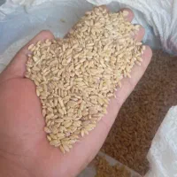 گندم دیم و جو ایرانی ولایتی