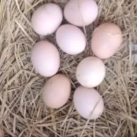 تخم برهما لایت اصیل