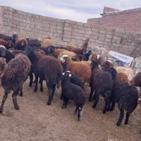 گوسفند بره دار