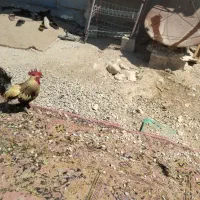 یک عدد خروس