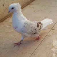 خوشونه ماده الشتر