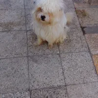 سگ شیتزو نر