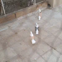 کود|پرنده|سمنان, |دیوار