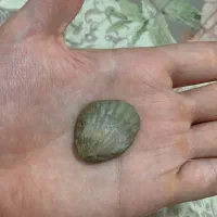 فسیل چندملیون ساله