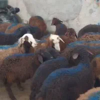 بره نر قزل افشار پای پروار