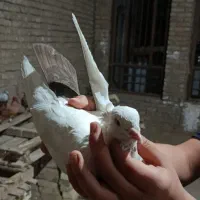 کبوتر دمبی
