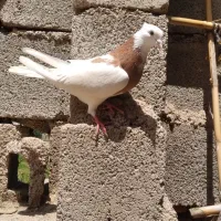 کبوتر طوقی