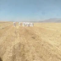 کاه دیم