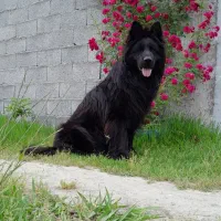 واگذاری سگ ژرمن بلک نر پسر یانکی وماده فوق حرفه ا