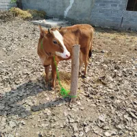 گوساله ماده