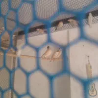 فنچ نرگسی شکلاتی