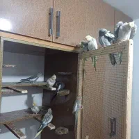 جوجه عروس هلندی دوتا پنج ماهه
