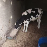 گوساله نر هلشتاین اصیل