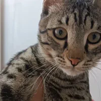 واگذاری رایگان گربه خانگی