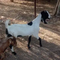 بز پاکستانی جوون