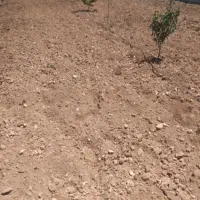 تیلر زنی باغ،شخم زنی زمین،گلخانه با تیلر چهار چرخ