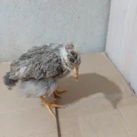 جوجه فروشی