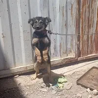 سگ سگ|سگ|ماهان, |دیوار