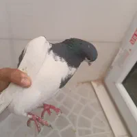 فروش کفتر یال سیاه