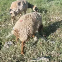 بره|حیوانات مزرعه|اسلام‌‌آباد غرب, |دیوار