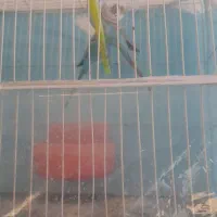 پرنده|پرنده|مشهد, شهرک امام هادی (شهرک غرب)|دیوار