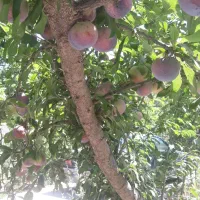 تعدادی درخت آلو  شابلون وکالیفرنیا وسیب اجاره داد