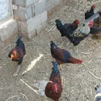 چند تا خروس جوان
