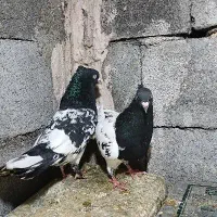 کفتر کله سیاه