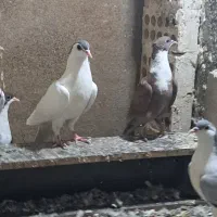 جوجه رنگه کاردکی