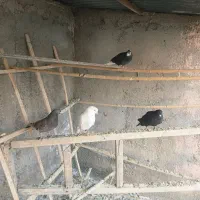 چهارتا کبوتر خوب